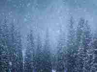 梦见自己用手抓到麻雀(梦见自己用手抓到麻雀摔死)