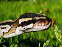 孕妇梦见蛇是什么意思(孕妇梦见蛇是什么意思)