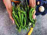 女人梦见树上结满金黄果实梦到柿子树(女人梦见树上结满金黄果实)