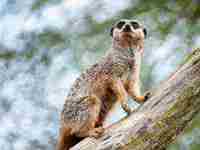 梦见别人送金首饰给我(梦见别人送金首饰给我手镯子)