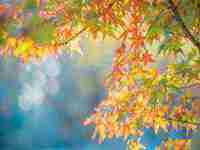 女人梦见植物发出新芽(女人梦见植物发出新芽)