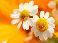 金牛座今年有一大劫(金牛座今年有一大劫怎么化解)