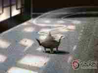 门开在乾位五鬼要怎么化解(乾宅大门在五鬼位该如何化解)