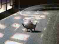 庚金遇丙火怎么化解(庚金遇丙火)