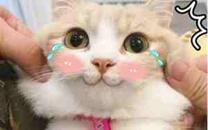 兔子宠物名字可爱洋气