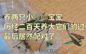 螳螂的宝宝叫什么