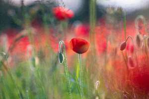 周公解梦梦见摘樱桃(梦见摘大樱桃有什么预兆)