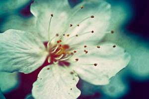 梦见生双胞胎儿子(周公解梦梦到生双胞胎儿子是什么意思)