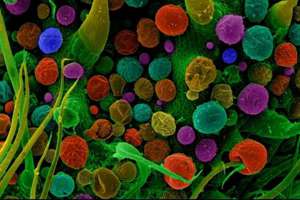 大块朵颐成语的意思(大块朵颐的意思解释是什么)