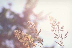 梦见别人捕蛇(梦见别人捉蛇是什么意思)