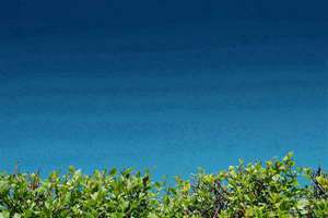 梦见三文鱼(梦见三文鱼是什么意思)