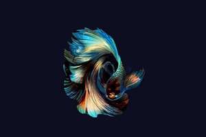 高梓起名字(高梓什么意思)