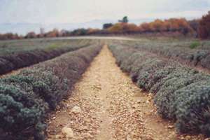 孕妇梦见猫和狗(怀孕孕妇梦见猫和狗一起是什么意思)