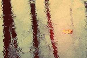 梦见老鹰抓鸡(梦见老鹰抓鸡是什么意思)