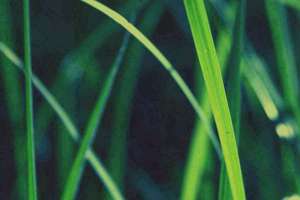 梦见别人在杀狗(别人杀狗预示什么)