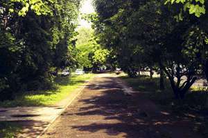 梦见被狗挠(梦到被狗挠征兆好不好)