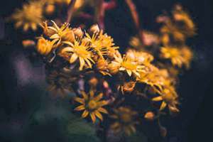 梦见捡钱了是什么预兆(梦见捡钱是什么意思)