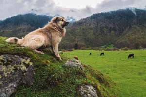 梦见拉被子(梦见被拉被子有什么预兆)