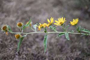 梦见坠梯(梦见坠梯的征兆)