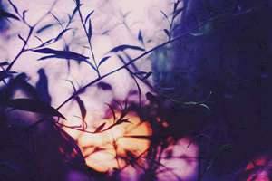 梦见刚出生的小猫(梦见刚出生的小猫是什么意思)