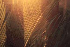 梦见和狗说话(梦见跟狗说话代表什么预兆)