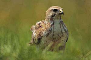 女人梦见臭鸡蛋(梦见臭鸡蛋是什么意思预兆)