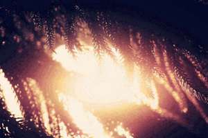 孕妇梦见黄牛生男生女(预兆什么意思)