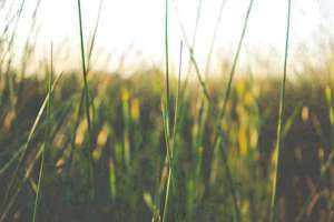 梦见鸡窝里捡鸡蛋(梦见鸡窝里捡鸡蛋是什么意思)