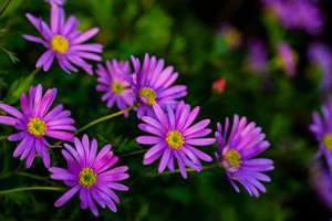 梦见买啤酒(梦到买啤酒征兆好不好)