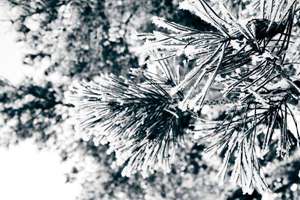 男人梦见好多猫(梦见好多猫是什么预兆)