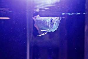 女人梦见床上有蛇在爬(梦见女人梦到蛇爬到床上是什么意思)