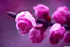 梦见自己拿刀切猪肉(梦见切猪肉是什么预兆)