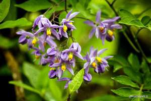 黄姓宝宝起名(姓黄取什么名字好)