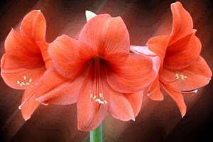 梦见上战场打仗(梦见上站场打仗有什么预兆)