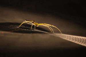 3月的鸡宝宝起名大全(三月份的鸡宝宝取什么名字好呢)