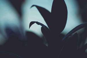 梦见寿宴(梦到了寿宴是什么意思)