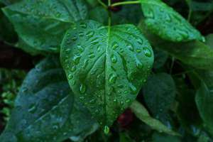 州起名好吗(zhou字寓意好不好虎年)