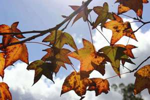 大忌是什么意思(大忌解释拼音读音)