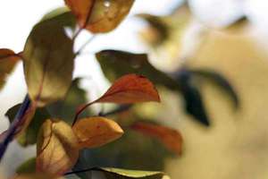 火和木组成的字起名字(木火组合的好名字大全)