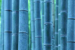 梦见蜜蜂蛰人(梦到蜜蜂蛰人代表什么)