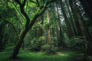 梦见龙是啥意思(做梦梦到龙代表什么)