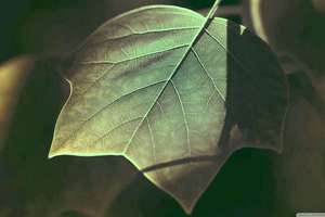 梦见掉后槽牙(梦见后槽牙掉了意味着什么)