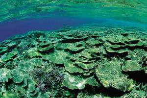 孕妇梦见猫生男生女(孕妇梦见猫是生男生女有什么含义)