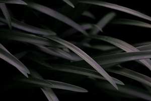 梦见爸爸吐血(周公解梦梦到爸爸吐血是什么意思)