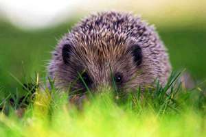 绽起名(绽字起名的寓意)