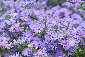 梦见红龙虾(梦见红色龙虾是什么意思)