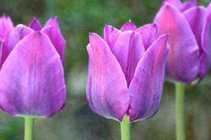 梦见父母买了新房子(梦见父母买新房是什么意思)