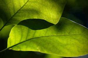 孕妇梦见烧香(怀孕孕妇梦见去寺庙拜佛烧香是什么意思)