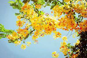 梦见自己踩到大便(梦到自己踩到了屎有什么征兆)