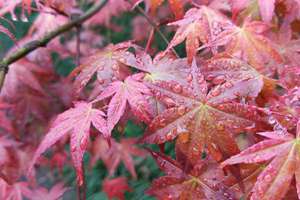 宸字起名(宸字取名的寓意是什么意思)